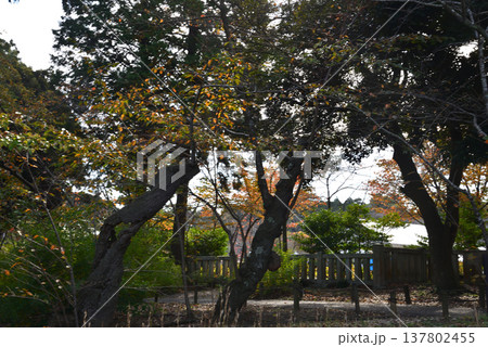 偕楽園もみじ谷の紅葉　2025-11-8　＃62 137802455