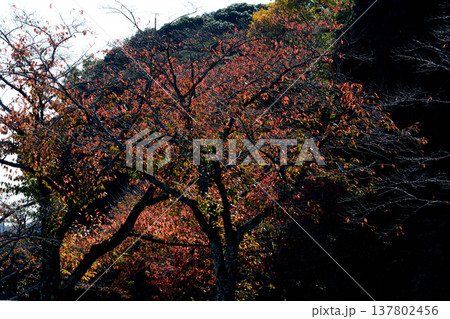 偕楽園もみじ谷の紅葉　2025-11-8　＃63 137802456