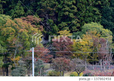 偕楽園もみじ谷の紅葉　2025-11-8　＃65 137802458