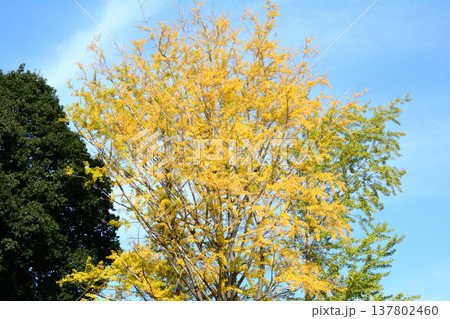 偕楽園もみじ谷の紅葉　2025-11-8　＃67 137802460