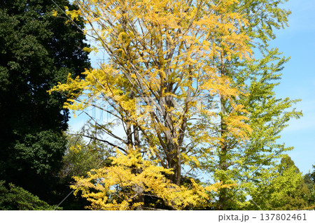 偕楽園もみじ谷の紅葉　2025-11-8　＃68 137802461