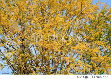 偕楽園もみじ谷の紅葉 2025-11-8 #69 偕楽園もみじ谷の紅葉 2025-11-8 #69 137802462