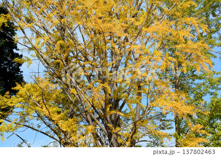 偕楽園もみじ谷の紅葉　2025-11-8　＃70 137802463