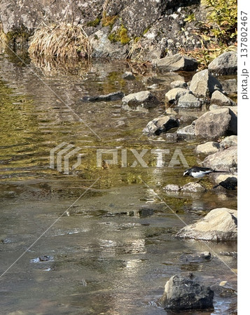 池で餌を探すセグロセキレイ1 池で餌を探すセグロセキレイ1 137802467