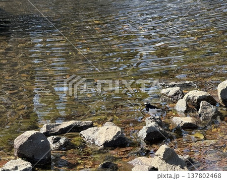 池で餌を探すセグロセキレイ2 137802468