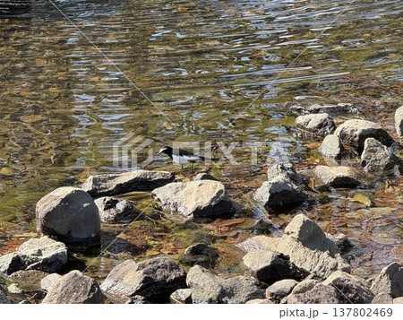 池で餌を探すセグロセキレイ3 137802469