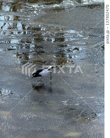 池の薄氷の上を歩くセグロセキレイ 137802470