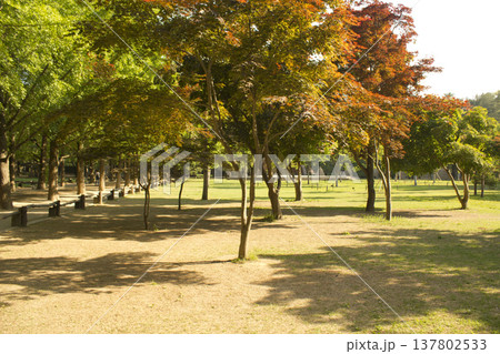 A park with trees and grass in nami island, korea 137802533
