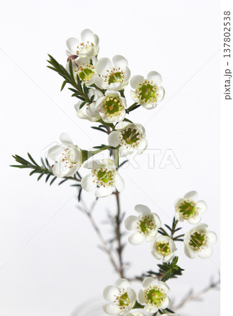 Wax flower with white background and white flowers 137802538