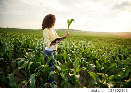 Woman is on the corn agricultural field 137802568