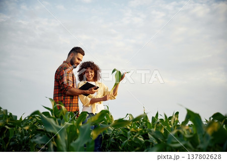 Against cloudy sky. Man and woman are on the corn agricultural field Against cloudy sky. Man and woman are on the corn agricultural field 137802628