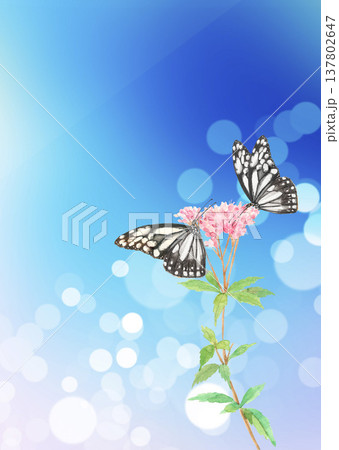 水彩で描いた花の蜜を吸う2羽の蝶のイラスト素材【手描き】コピースペースあり 137802647