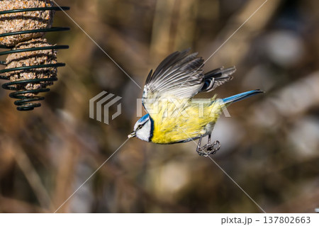 The Eurasian blue tit, Cyanistes caeruleus is a small passerine bird in the tit family, Paridae. 137802663