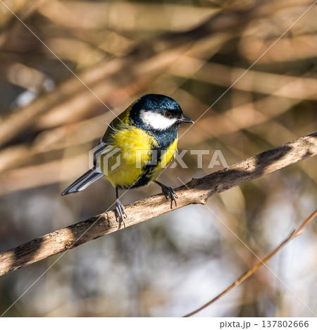 The Great Tit, Parus major from the tit family Paridae. It is easily recognisable by its black and yellow plumage The Great Tit, Parus major from the tit family Paridae. It is easily recognisable by its black and yellow plumage 137802666