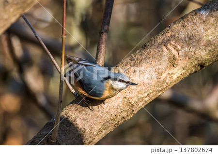Eurasian nuthatch or wood nuthatch bird, Sitta europaea perched on a branch, foraging in a forest. 137802674