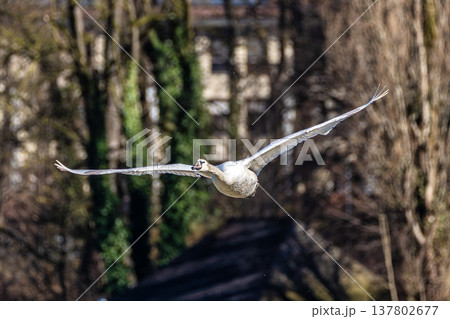 Mute swan, Cygnus olor flying over a lake in the English Garden in Munich, Germany 137802677