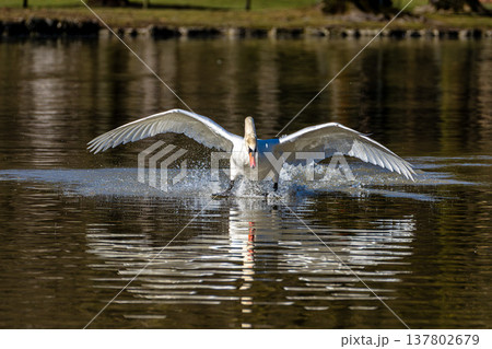 Mute swan, Cygnus olor flying over a lake in the English Garden in Munich, Germany 137802679