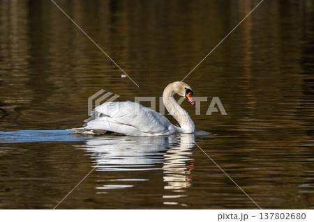 Mute swan, Cygnus olor swimming on a lake in Munich, Germany Mute swan, Cygnus olor swimming on a lake in Munich, Germany 137802680