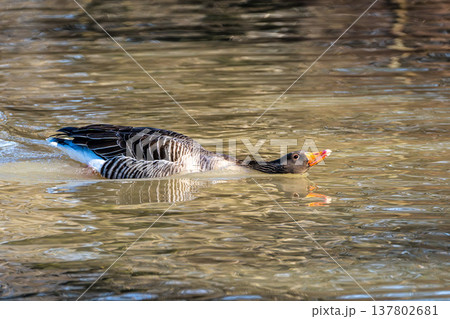 The greylag goose, Anser anser is a species of large goose The greylag goose, Anser anser is a species of large goose 137802681