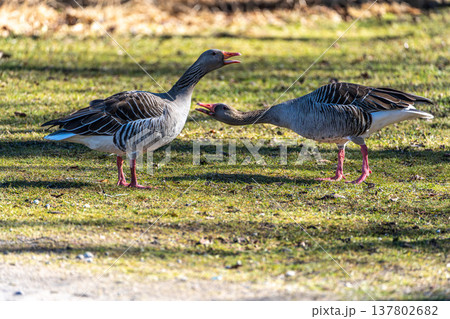The greylag goose, Anser anser is a species of large goose 137802682