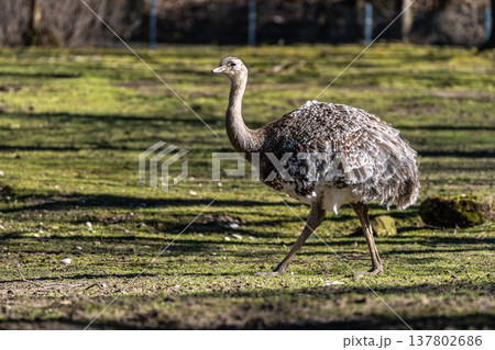 Darwin's rhea, Rhea pennata also known as the lesser rhea. 137802686