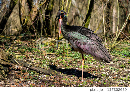 Black stork, Ciconia nigra in a german nature park Black stork, Ciconia nigra in a german nature park 137802689