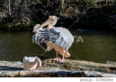 White Pelican, Pelecanus onocrotalus also known as the Eastern White Pelican White Pelican, Pelecanus onocrotalus also known as the Eastern White Pelican 137802693