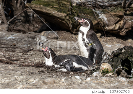 Humboldt Penguin, Spheniscus humboldti in a park 137802706