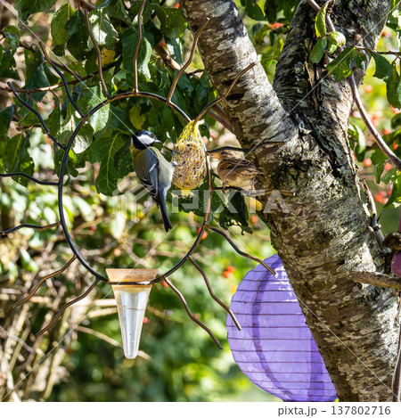 The Great Tit, Parus major from the tit family Paridae, perched on a bird feeder containing birdseed. The Great Tit, Parus major from the tit family Paridae, perched on a bird feeder containing birdseed. 137802716