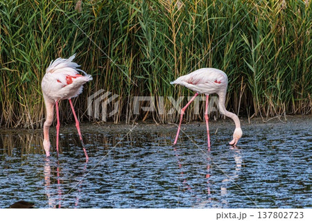 Greater Flamingo, Phoenicopterus roseus in the Ornithological park of Pont de Gau in Camargue, France Greater Flamingo, Phoenicopterus roseus in the Ornithological park of Pont de Gau in Camargue, France 137802723