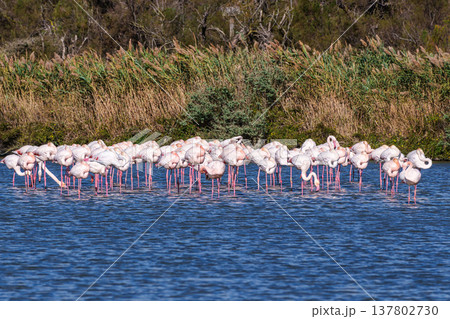 Greater Flamingo, Phoenicopterus roseus in the Ornithological park of Pont de Gau in Camargue, France 137802730