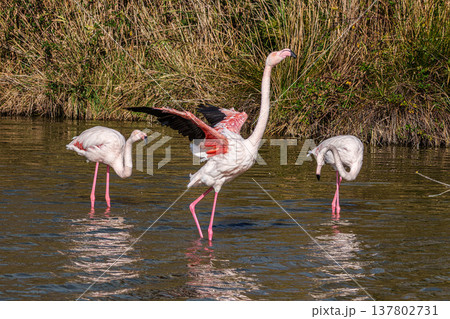 Greater Flamingo, Phoenicopterus roseus in the Ornithological park of Pont de Gau in Camargue, France 137802731