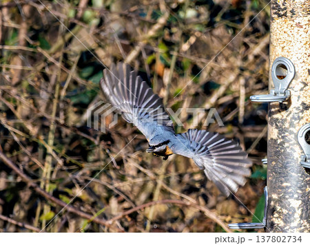 Eurasian nuthatch or wood nuthatch bird, Sitta europaea perched on a branch, foraging in a forest. Eurasian nuthatch or wood nuthatch bird, Sitta europaea perched on a branch, foraging in a forest. 137802734