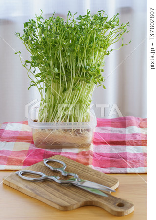 豆苗を室内で栽培・収穫 豆苗を室内で栽培・収穫 137802807
