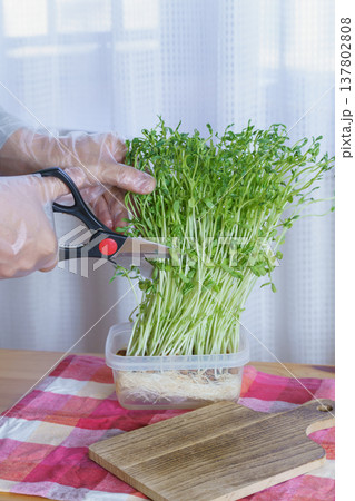 豆苗をハサミで切る・豆苗の収穫 豆苗をハサミで切る・豆苗の収穫 137802808