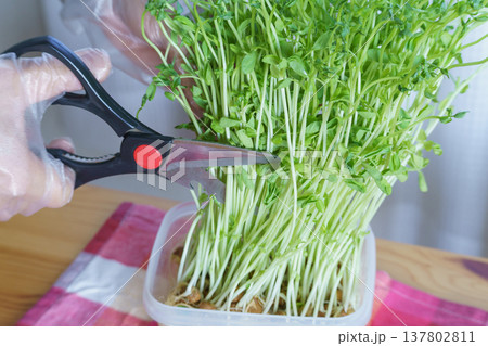 豆苗をハサミで切る・豆苗の収穫 豆苗をハサミで切る・豆苗の収穫 137802811