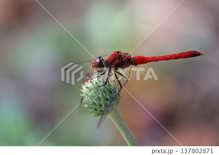 野木和公園の赤トンボ 137802871