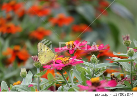 花の蜜を吸うモンキチョウ 花の蜜を吸うモンキチョウ 137802874