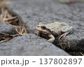 野木和公園　石畳のカエル 137802897