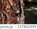 野木和公園　木の幹に残るセミの抜け殻 137802899