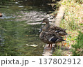 合浦公園　水辺にたたずむ2羽のマガモ 137802912