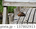合浦公園　桟橋で昼寝中のカモ 137802913