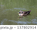 合浦公園　池を泳ぐカモ 137802914