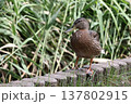 合浦公園　水辺を見つめるカモ 137802915