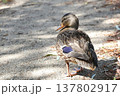 合浦公園　道を歩くカモ 137802917