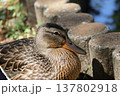 合浦公園　水辺にたたずむカモ 137802918