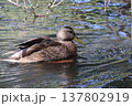 合浦公園　池を泳ぐカモ 137802919
