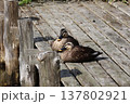 合浦公園　水辺で休む二羽のカルガモ 137802921