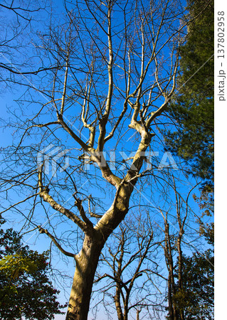春の訪れを告げる梅や河津桜 137802958