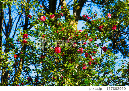 春の訪れを告げる梅や河津桜 137802960